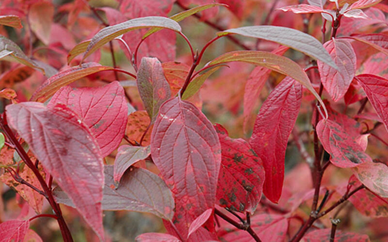 Leaves of the red osier dogwood shrub