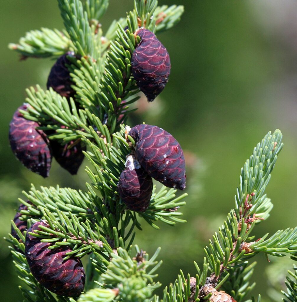 Immature red spruce cones 