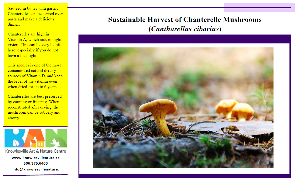 Cover of Sustainable Harvest of Chanterelle Mushrooms guide 