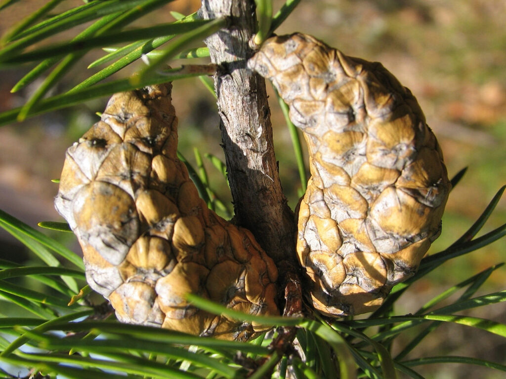 Jack pine cones 