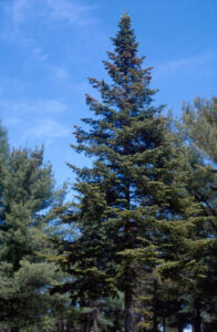 White spruce tree
