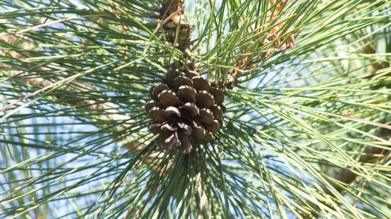 Red pine tree cone and pine needles