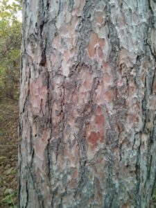 Red pine tree bark 